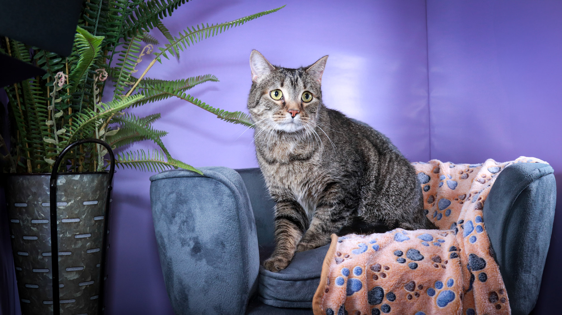 Timmy (M-DSH-Brown/Tabby)