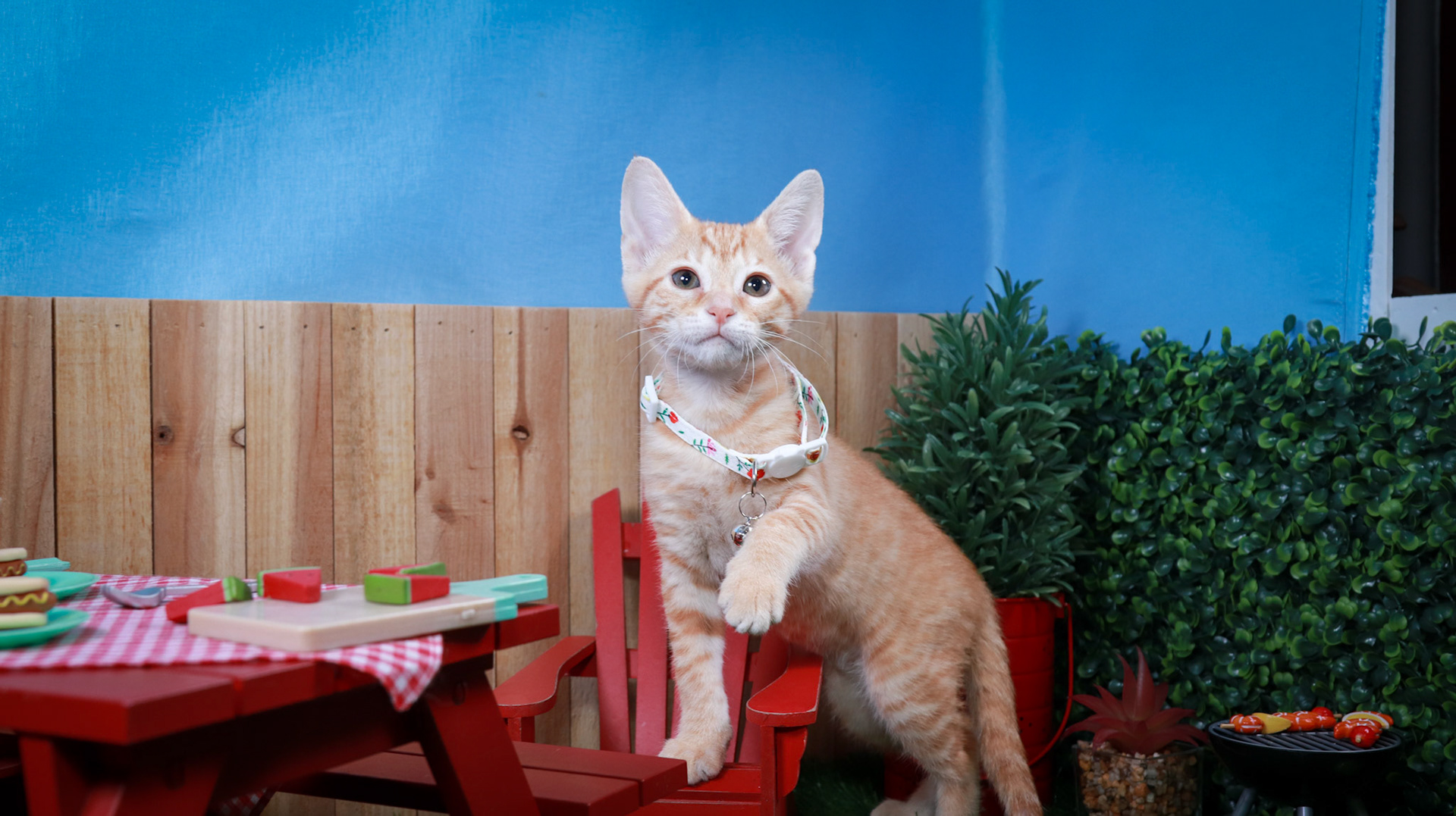 Blossom (F-DSH-Ginger)
