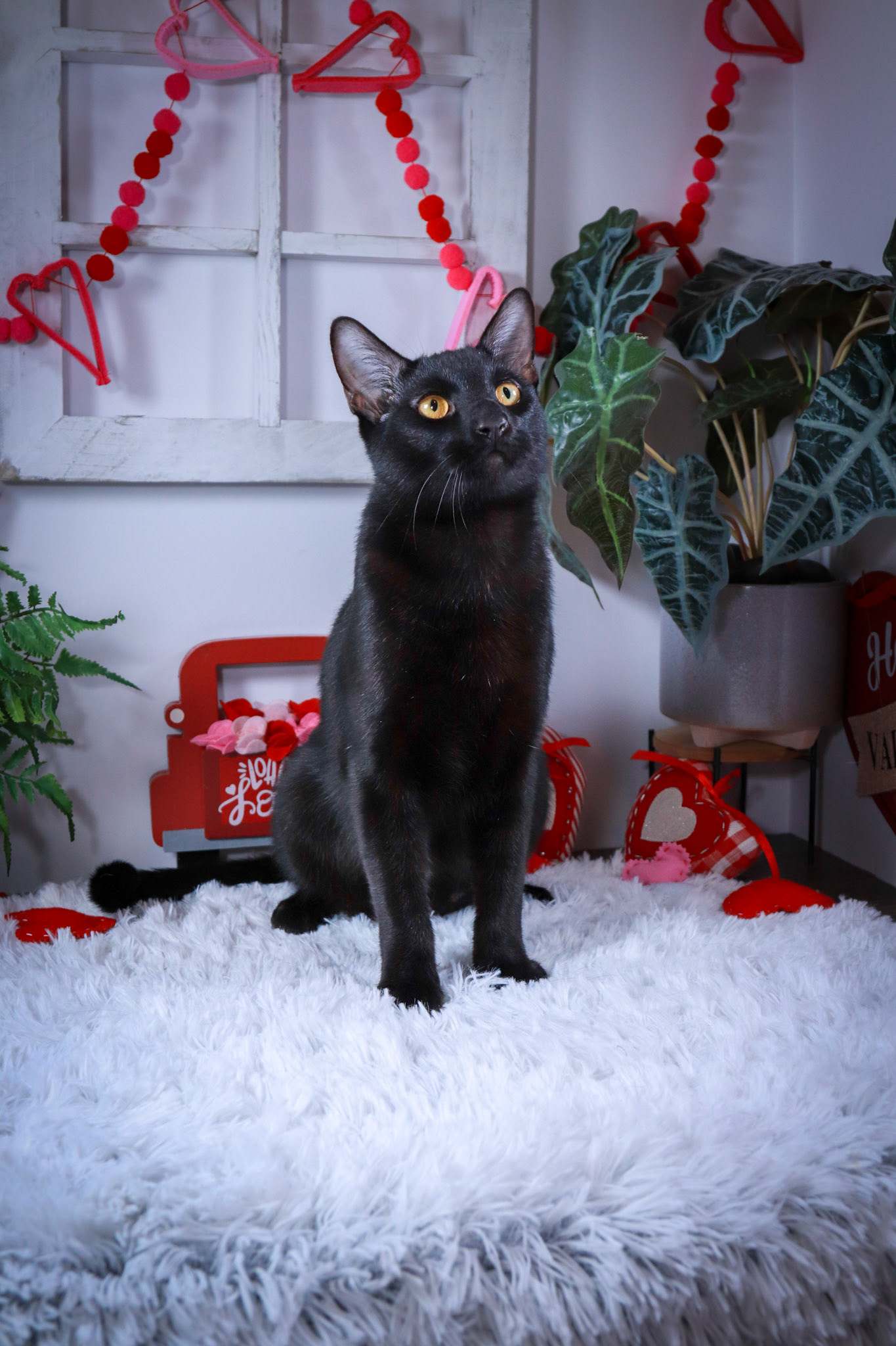 Robin (M-DSH-Black)