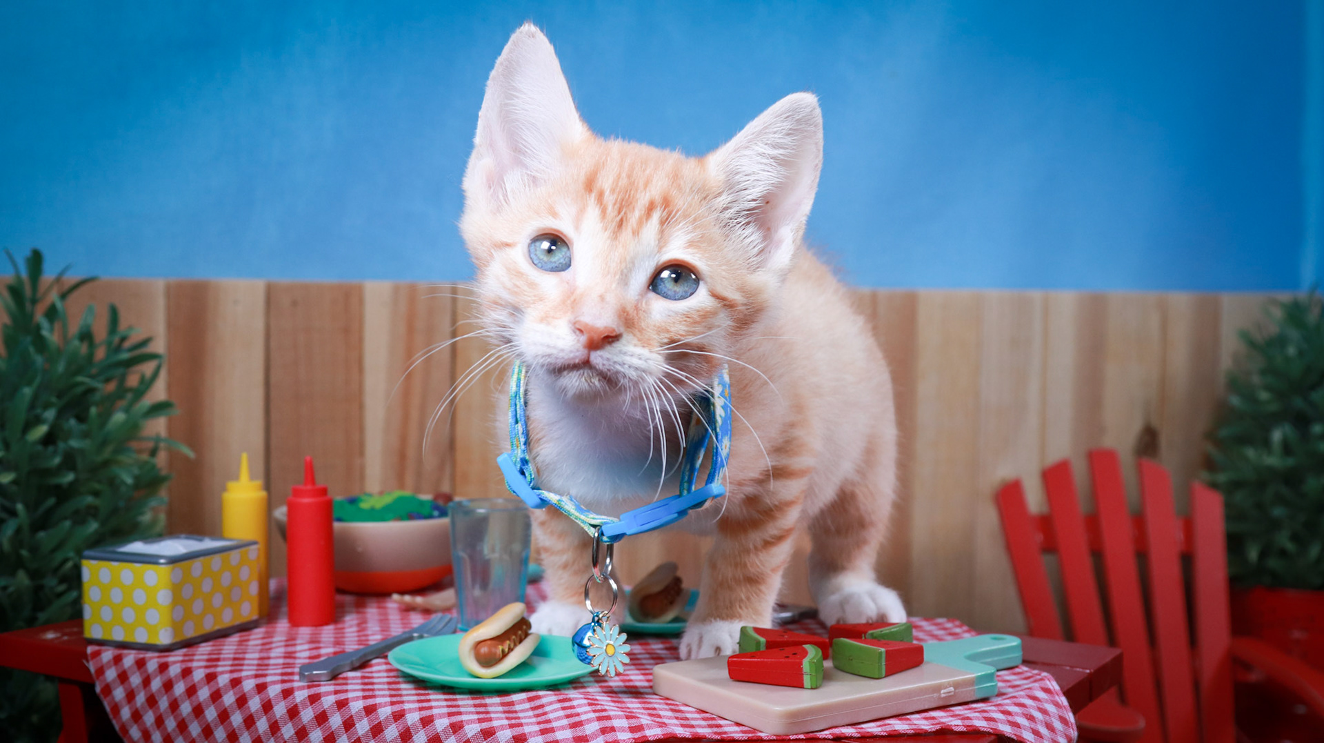 Dobbie (M-DSH-Ginger/White/Tuxie)