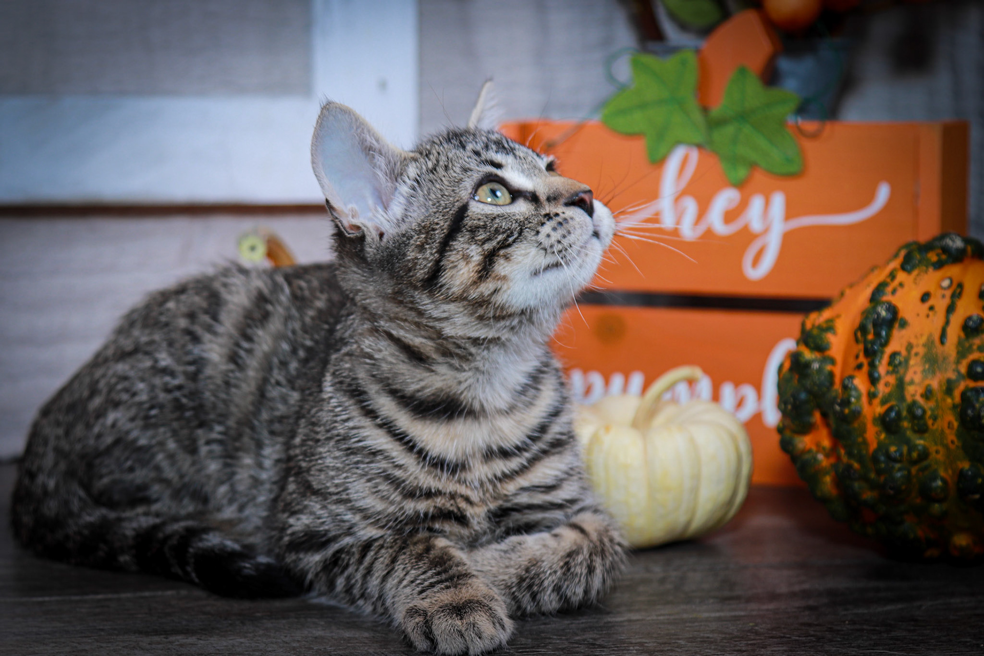Newo (M-DSH-Tabby)