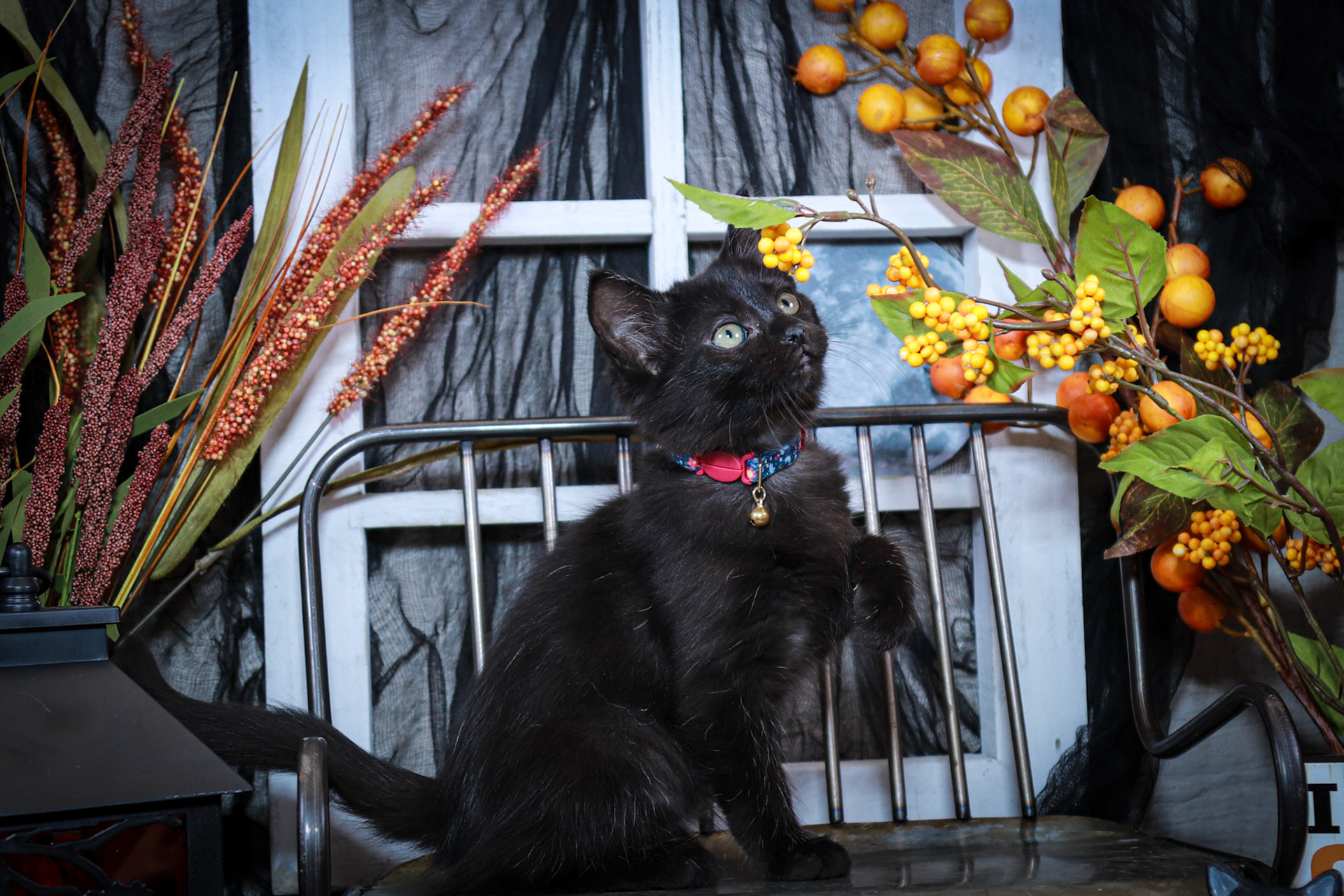 Boo (F-DLH-Black)