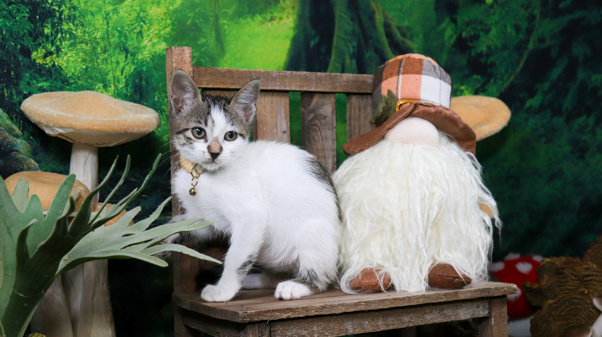 Clover (F-DSH-Tabby/White)