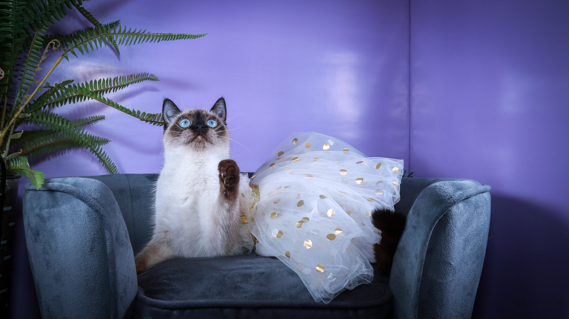 Meci (F-DSH-Seal Point Siamese)