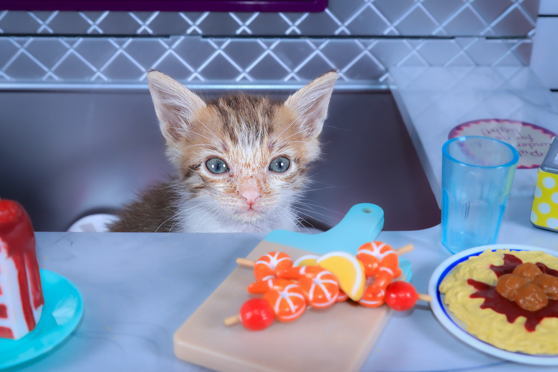 Copper (M-DSH-Copper/Tabby)