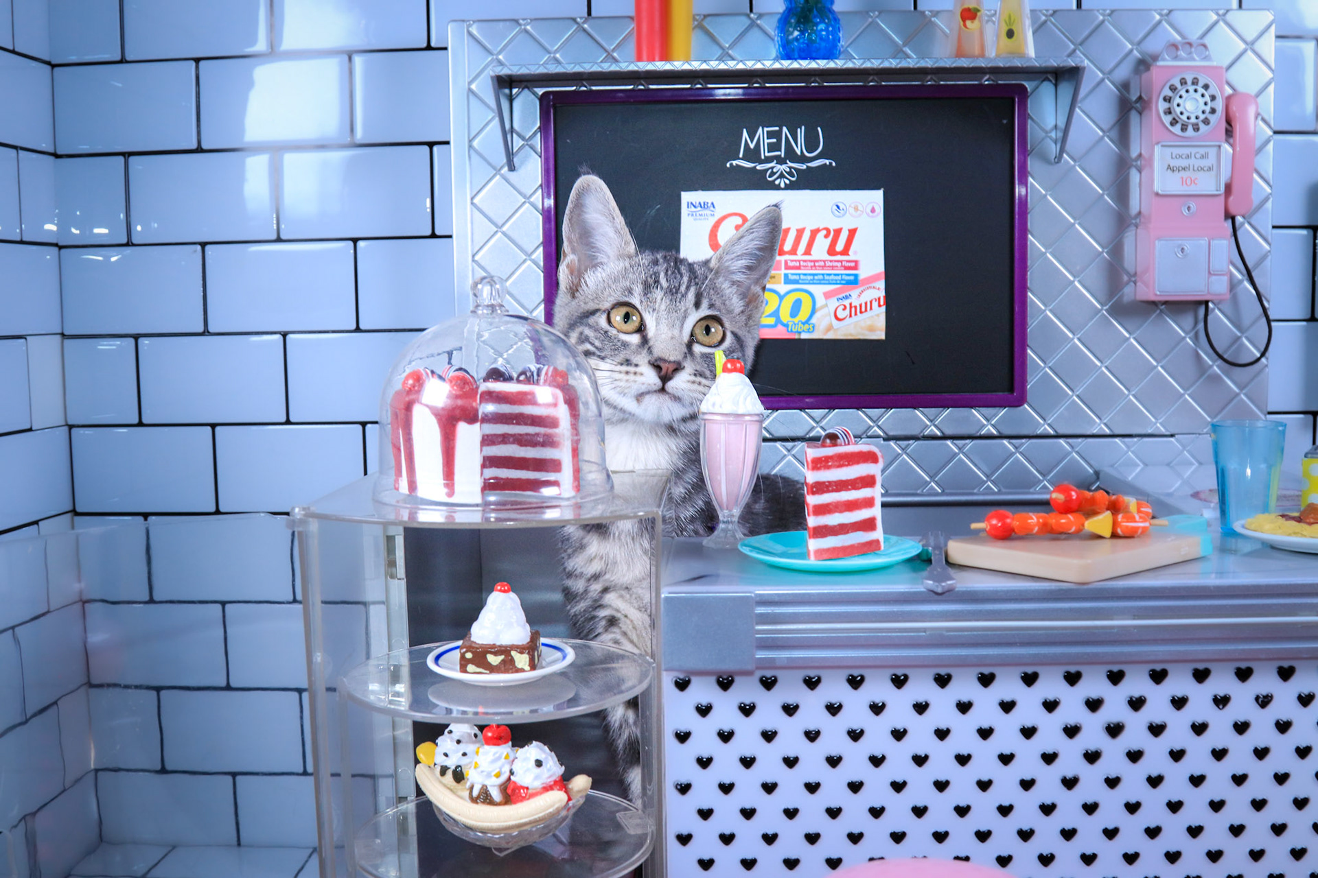 Scorpio (M-DSH-Gray/White/Tabby)