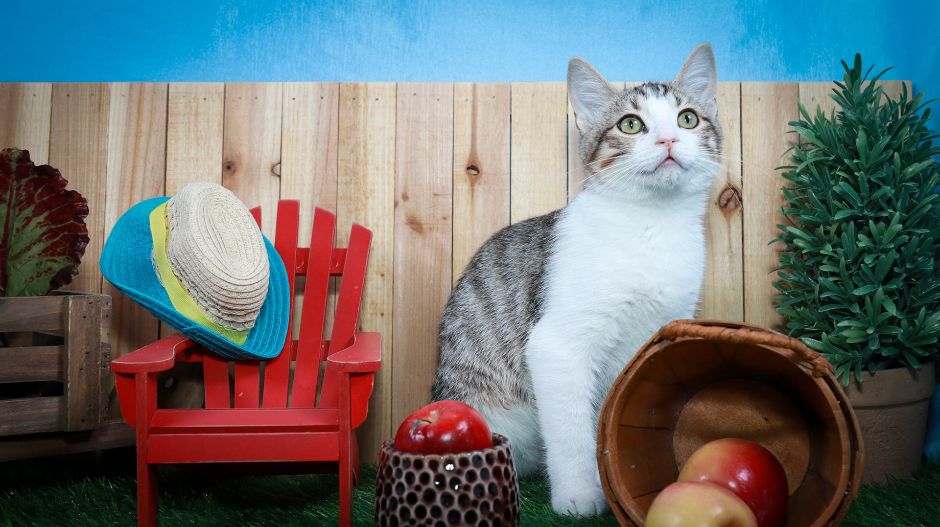 Dandy (M-DSH-Tabby/White)