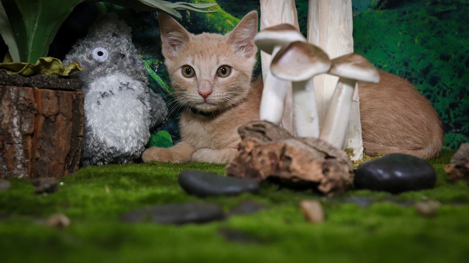 Calcifer (M-DSH-Ginger)
