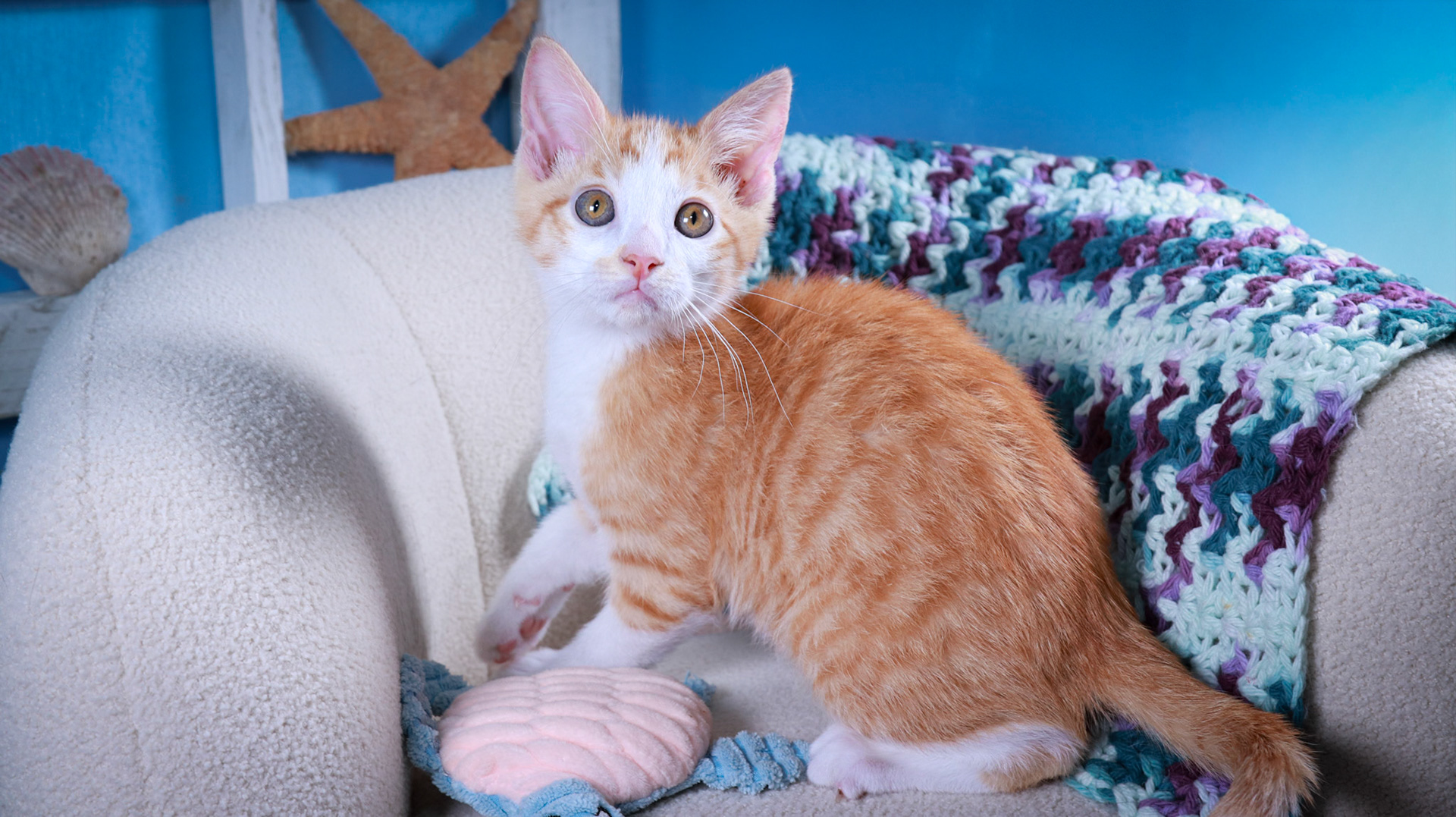 Pickles (M-DSH-Ginger/White/Tuxie)