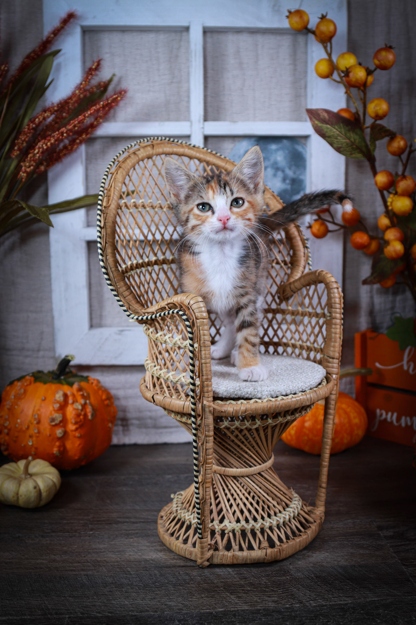 Donna (F-DSH-Calico)
