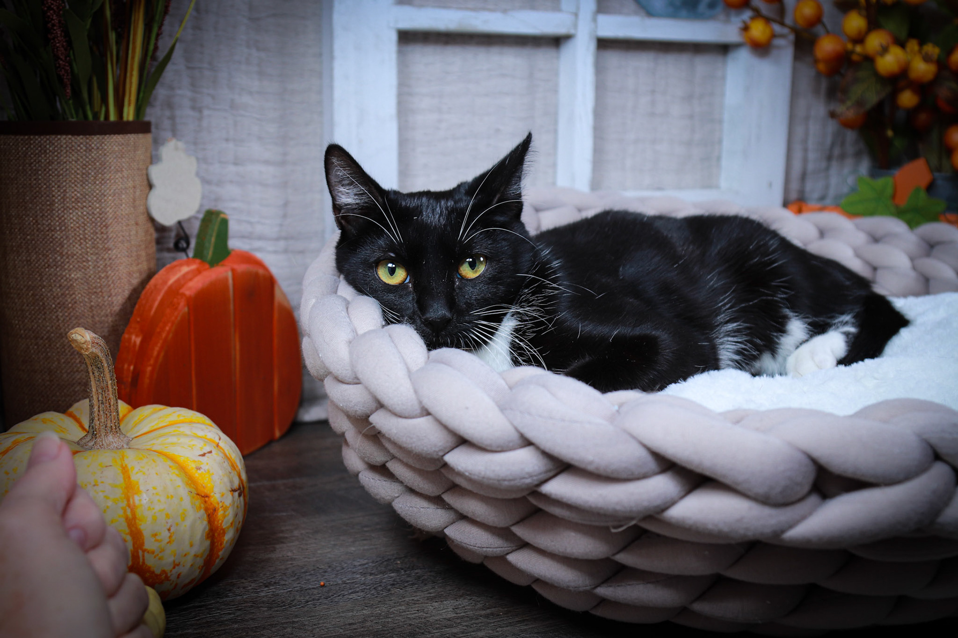 Luna (F-DSH-Black/White/Tuxie)