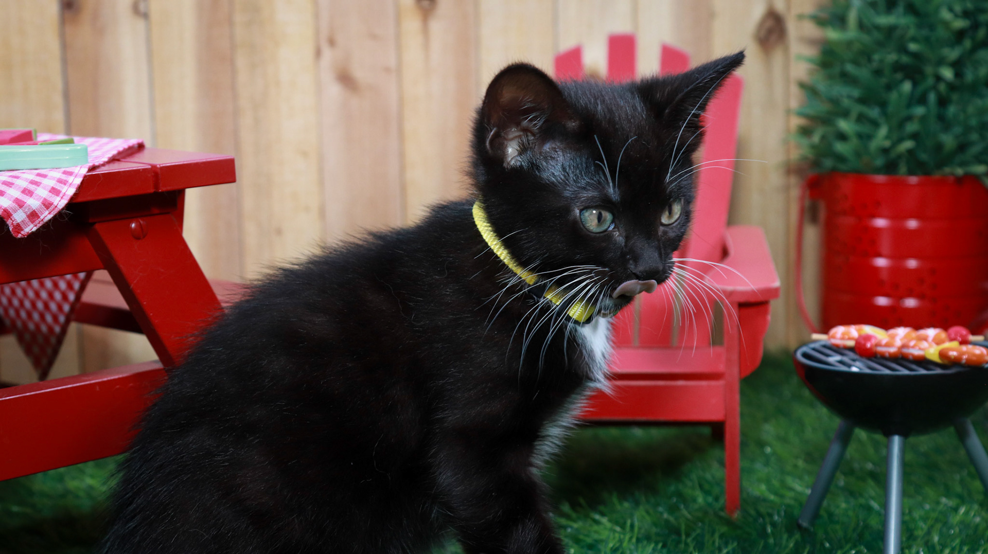 Onyx (F-DSH-Black/White/Tuxie)