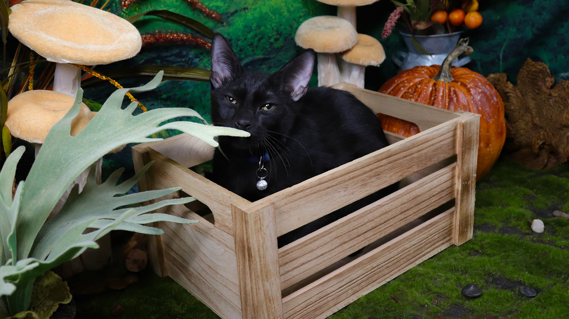 Raven (M-DSH-Black)