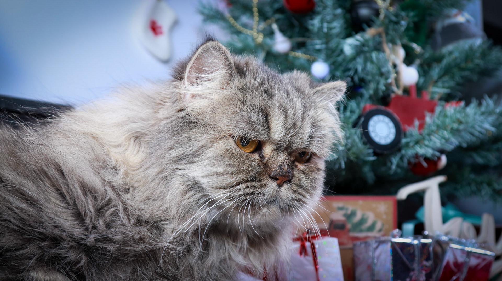 Petunia (F-DLH-Persian)