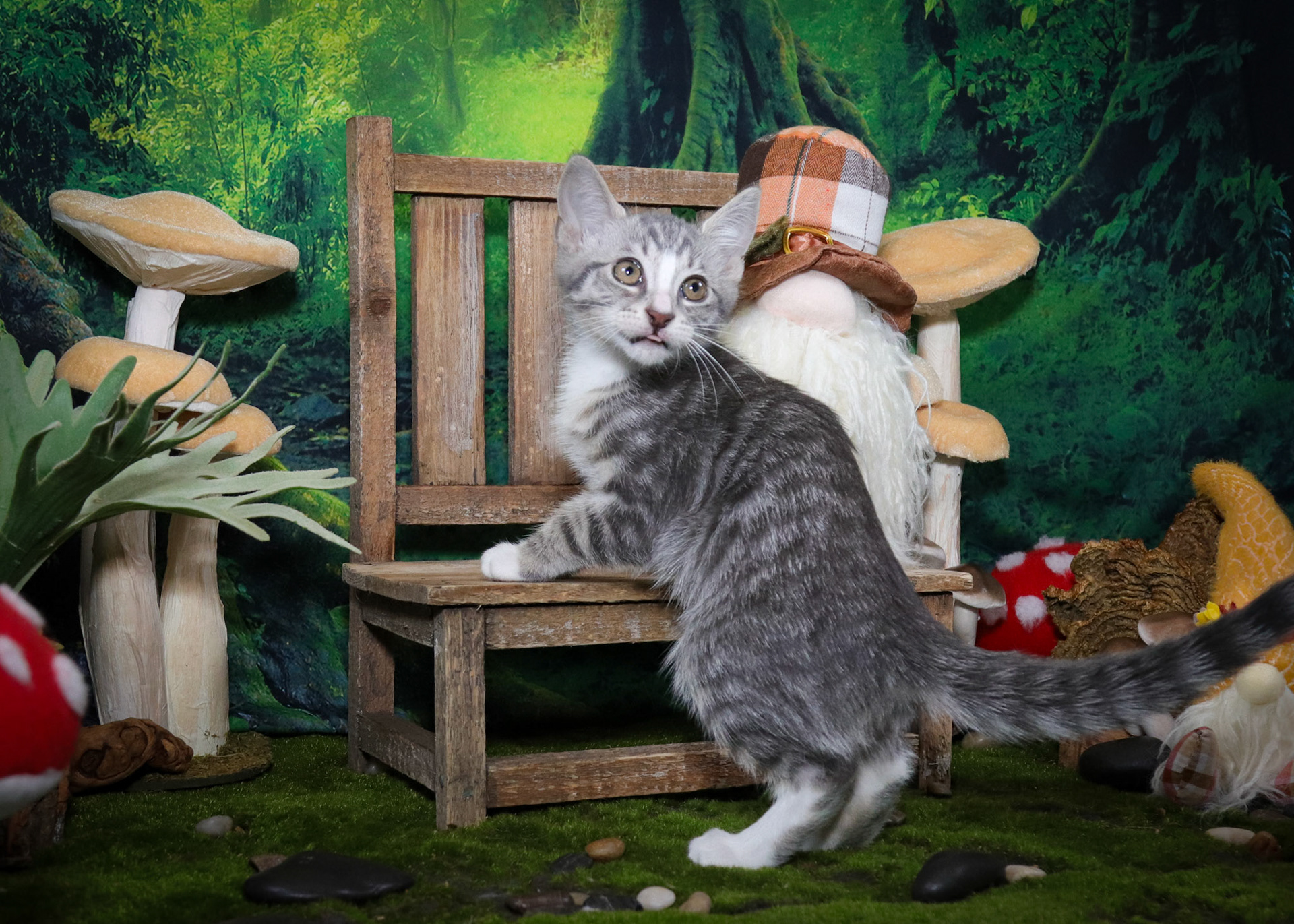 Inigo Montoya (M-DSH-Tabby/White/Tuxie)