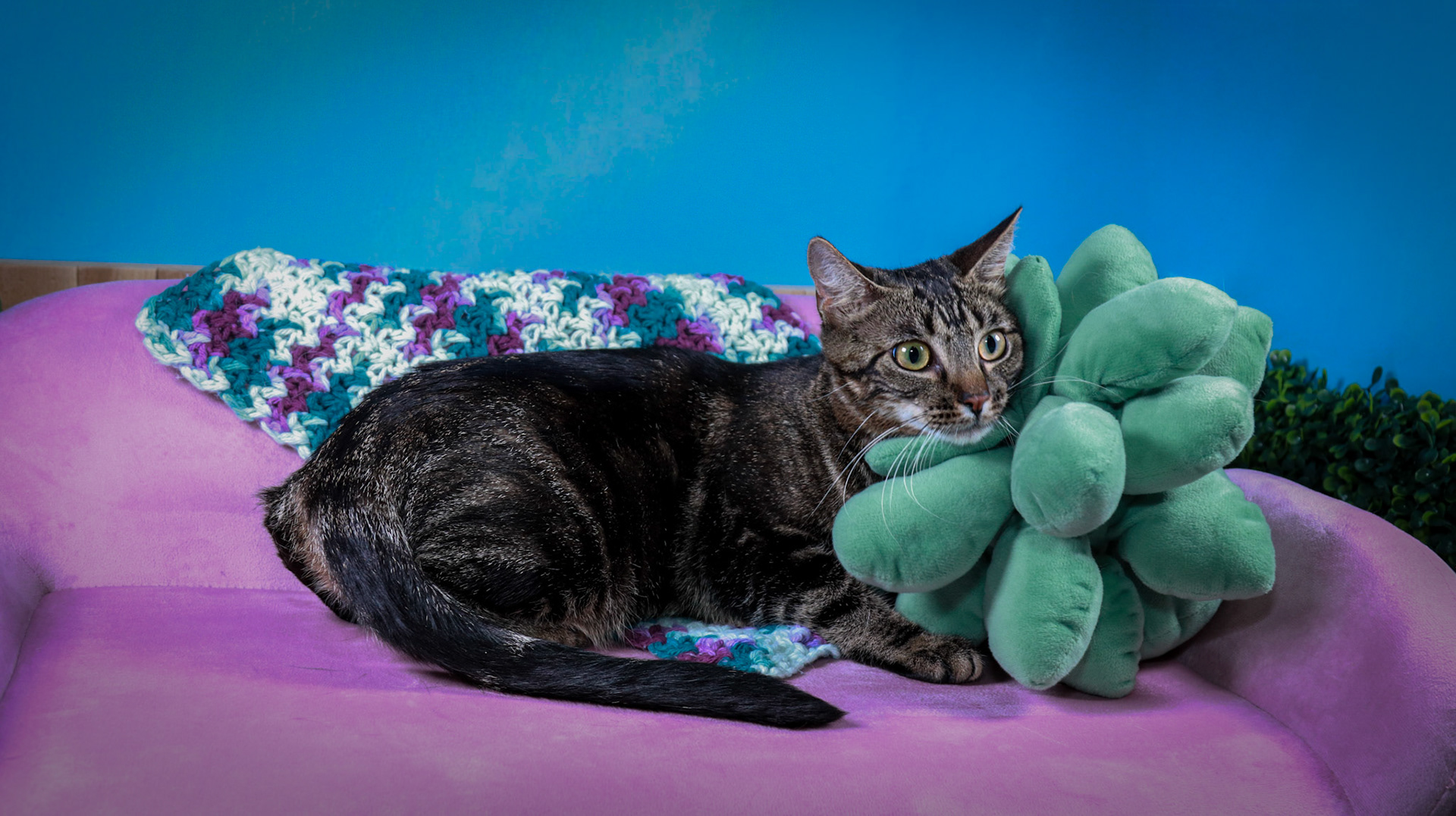 Maple (F-DSH-Tabby)