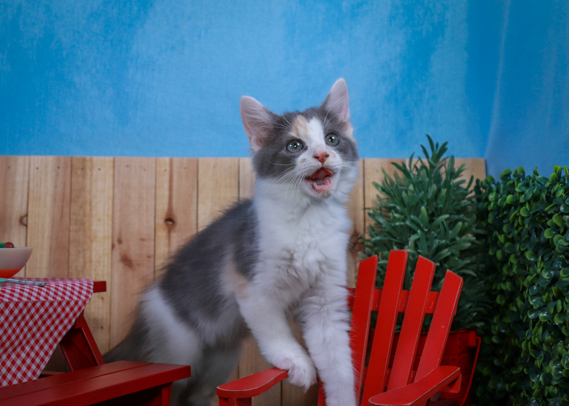 Truffles (F-DMH-Dilute/Calico)