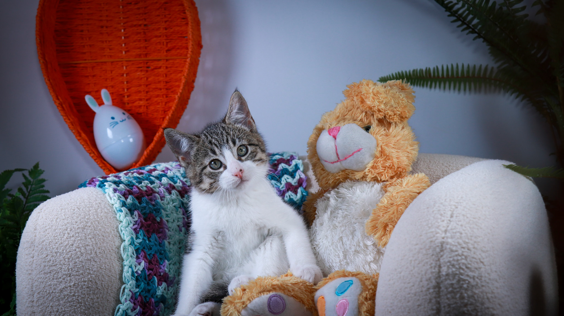 Gus (M-DSH-Tabby/White)