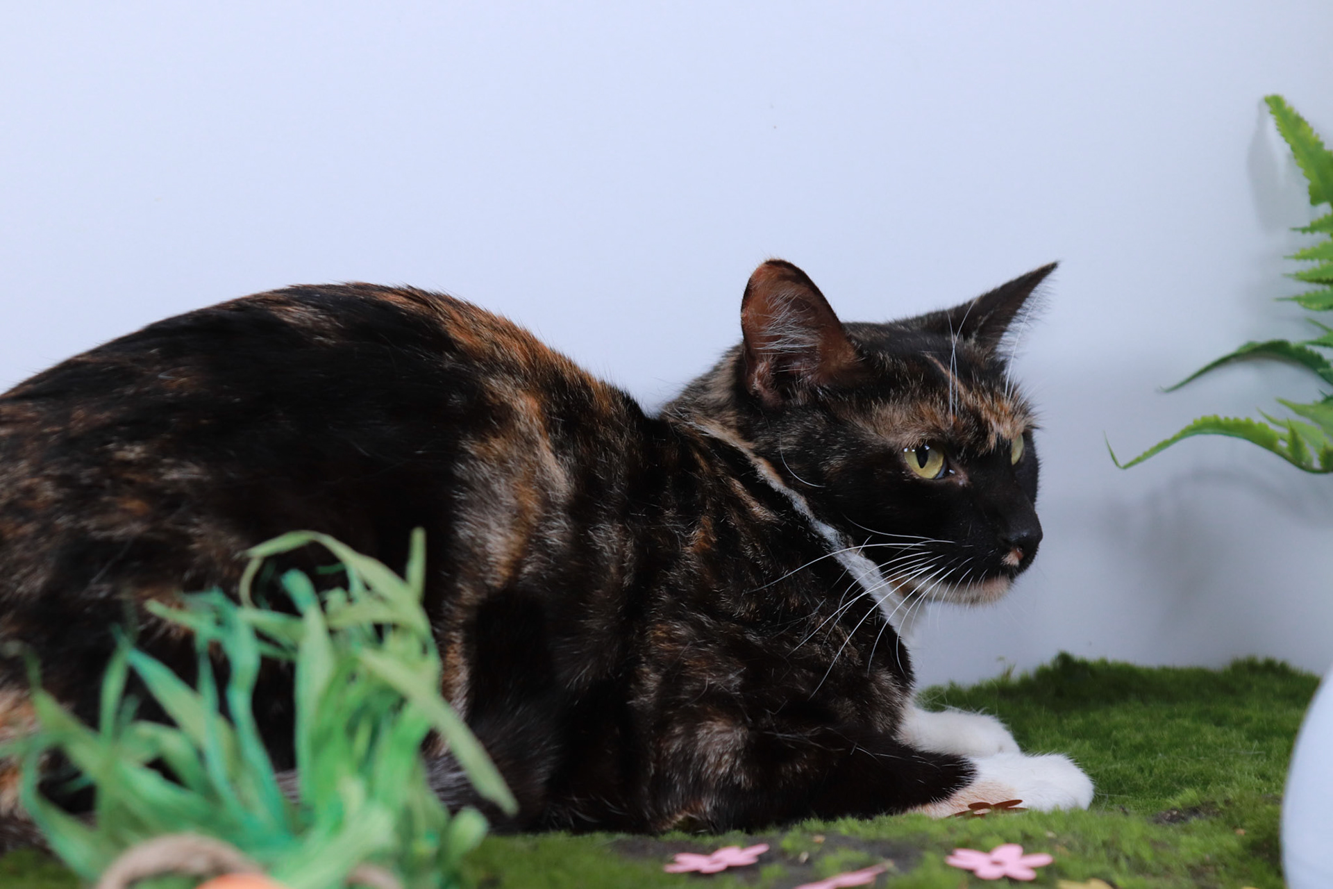 Boots (F-DSH-Calico)
