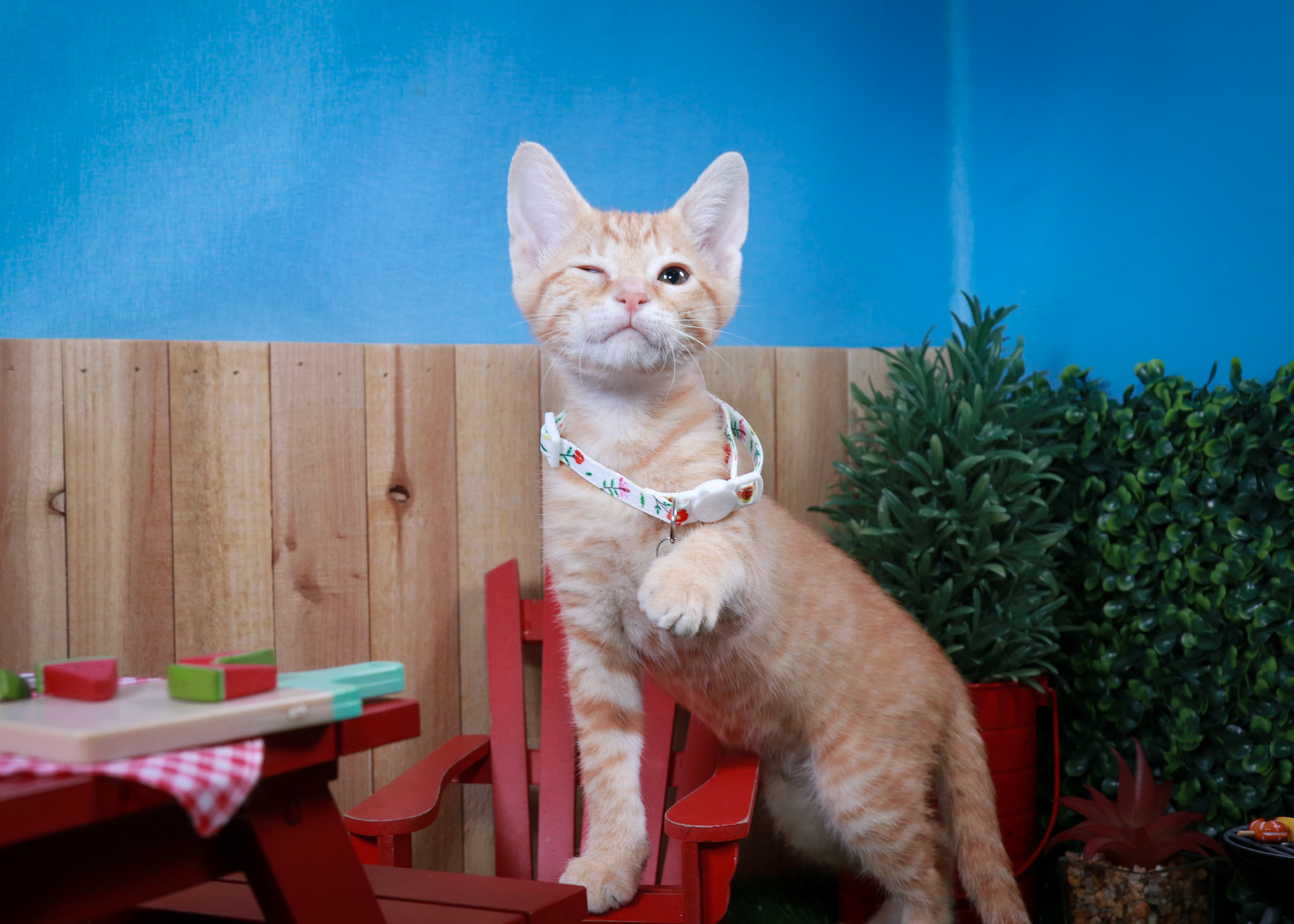 Blossom (F-DSH-Ginger)