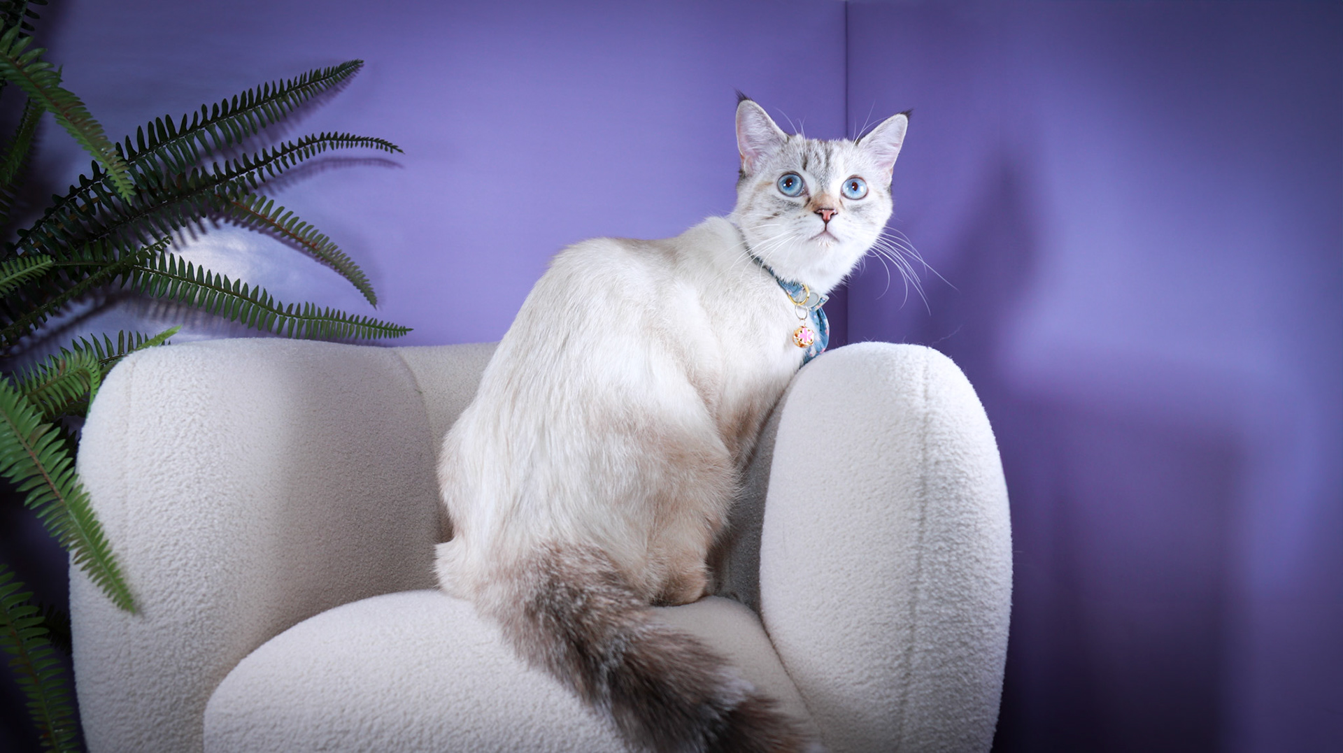 Lumi (F-DSH-Lynx Point Siamese)