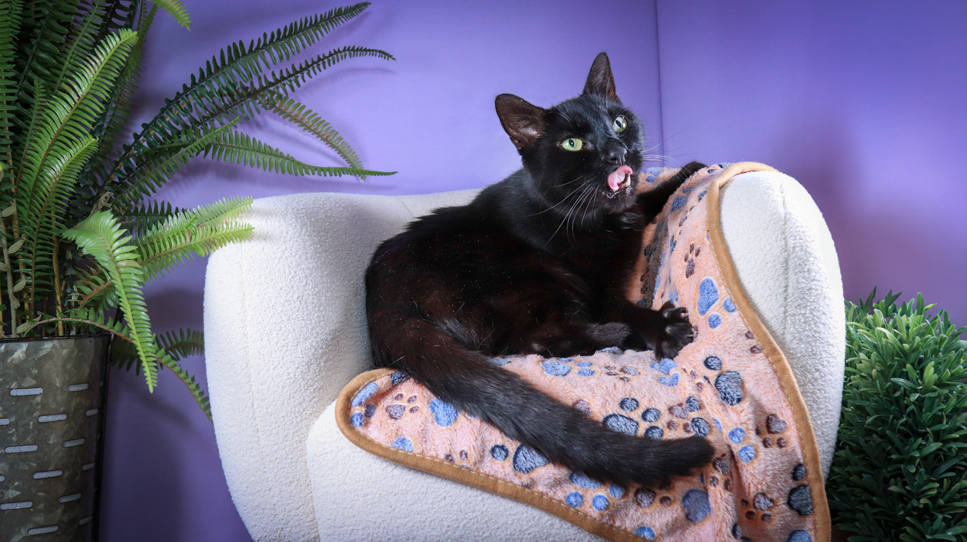 Klondike (M-DSH-Black)