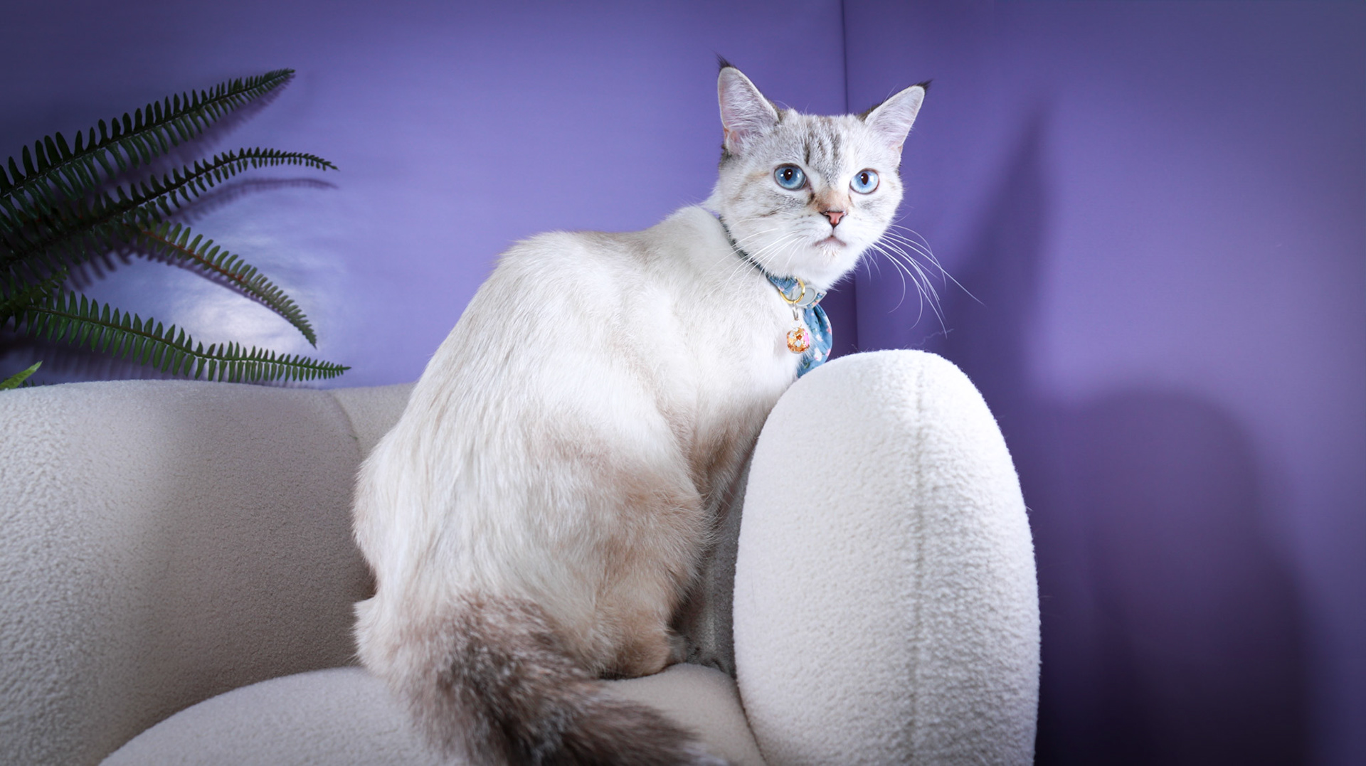 Lumi (F-DSH-Lynx Point Siamese)