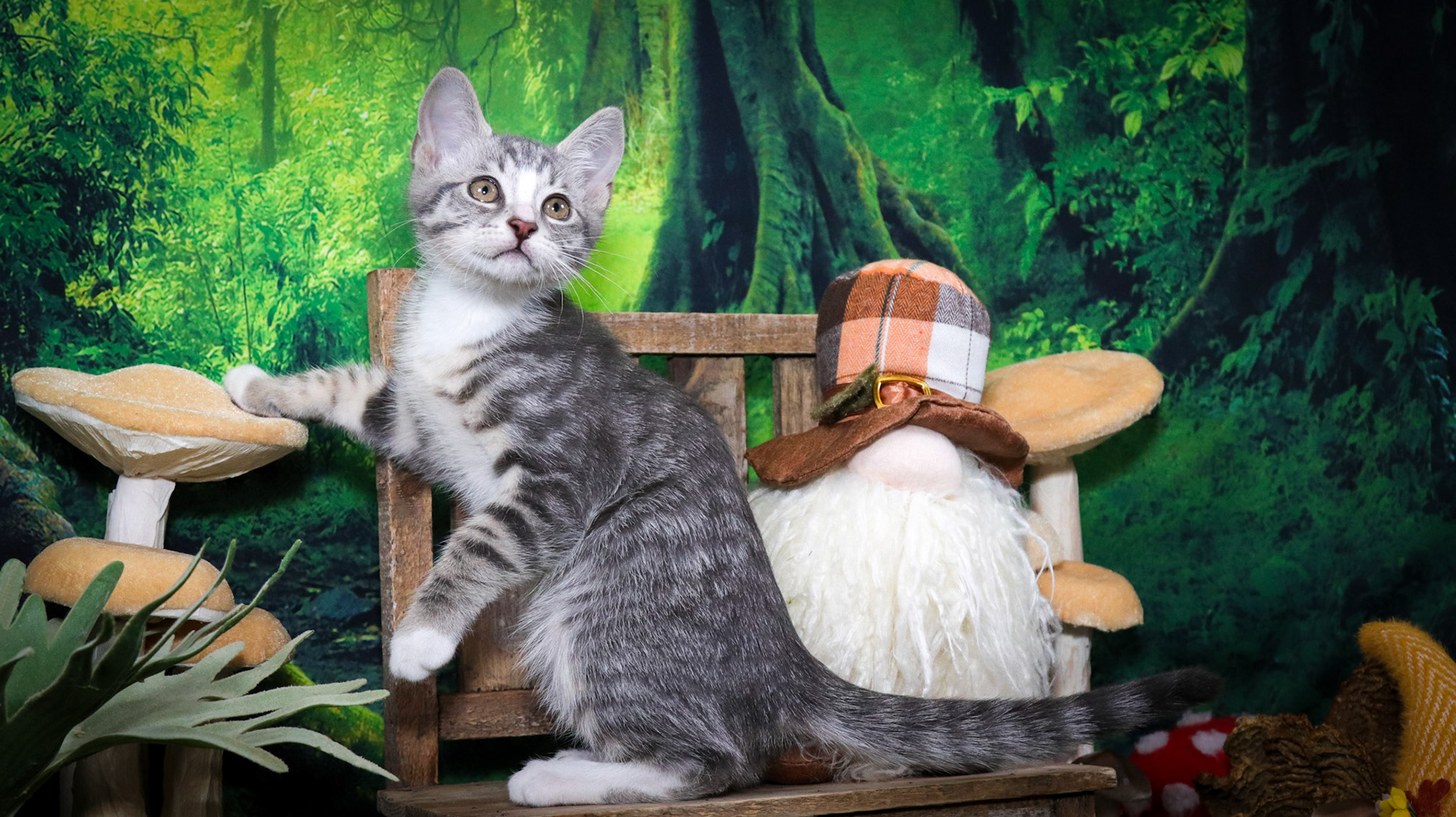 Inigo Montoya (M-DSH-Tabby/White/Tuxie)