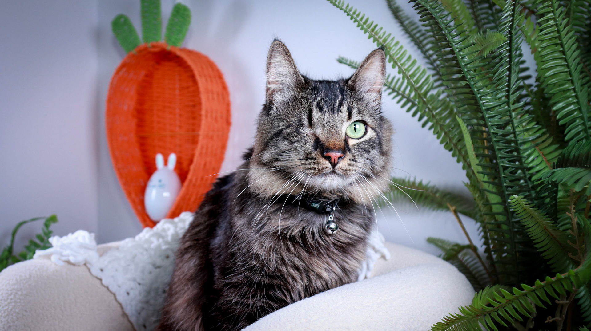 Bucky (M-DMH-Tabby)