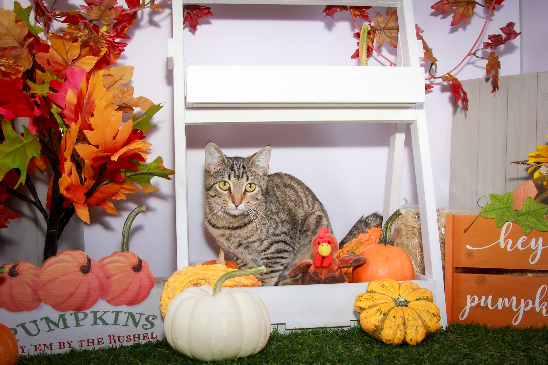 Wren (F-DSH-Tabby)