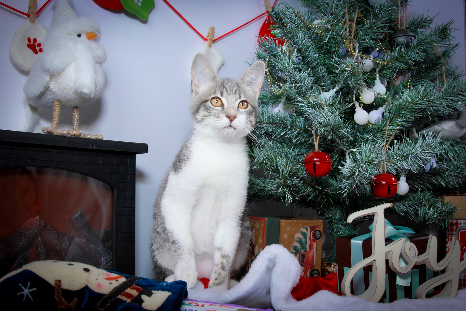Taylor (F-DSH-Tabby/White Tuxie)