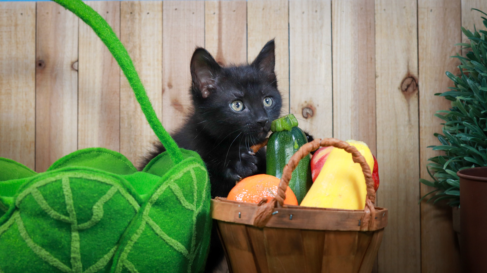 Lottie (F-DSH-Black)
