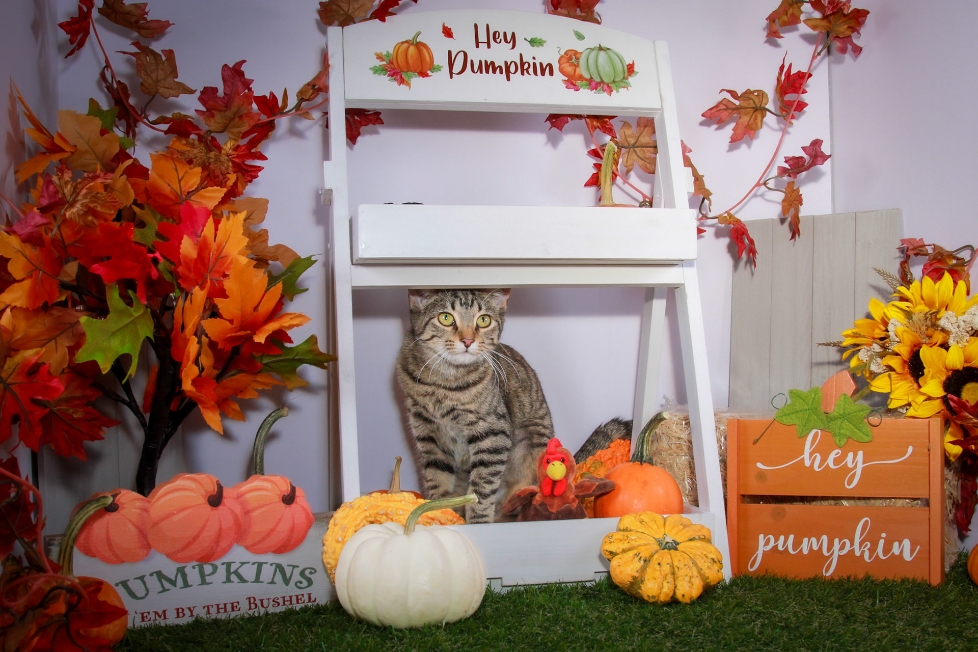 Wren (F-DSH-Tabby)