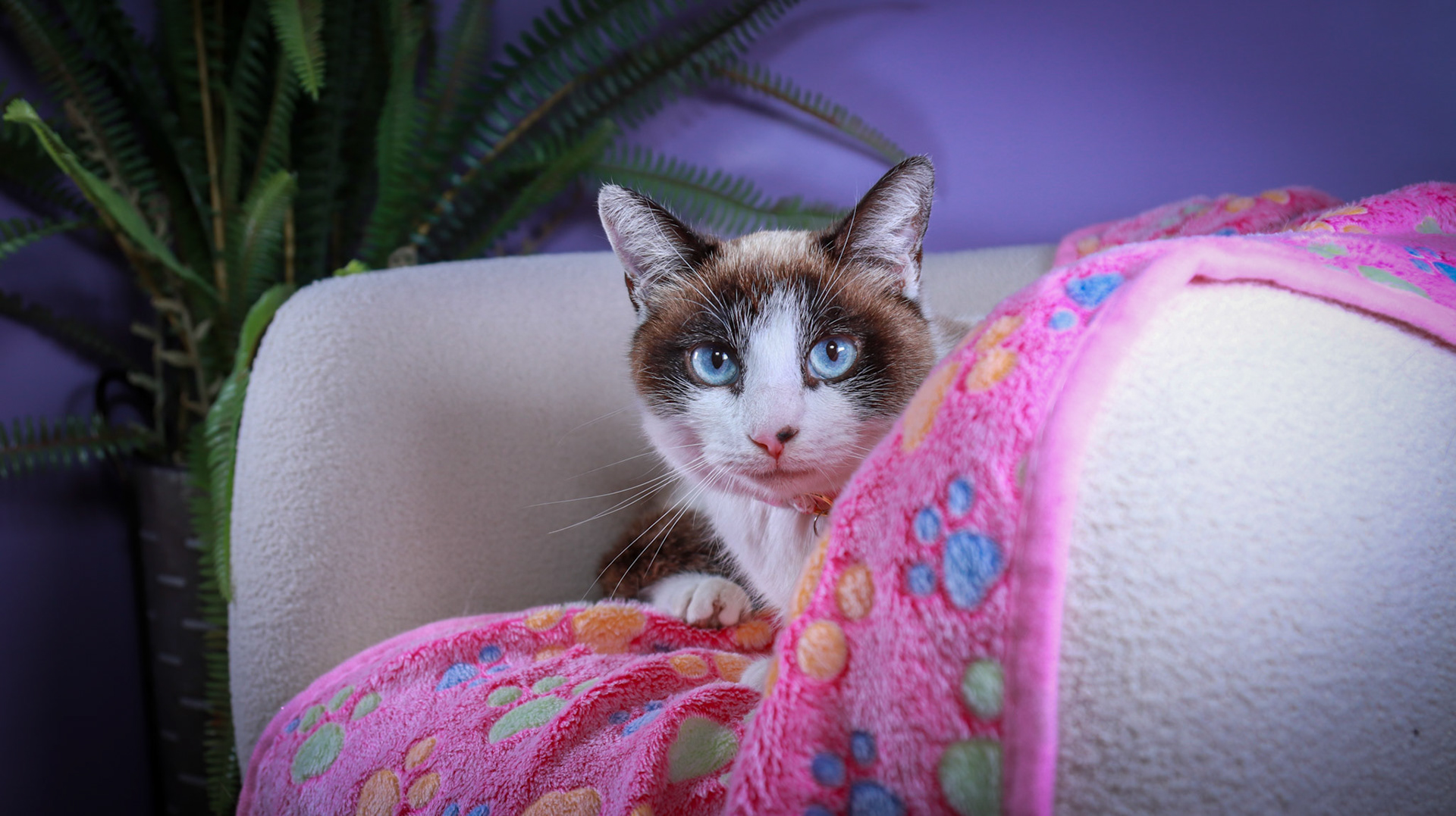 Kilala (F-DSH-Snow Shoe Siamese)