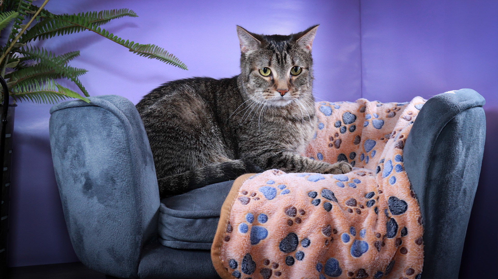 Timmy (M-DSH-Brown/Tabby)