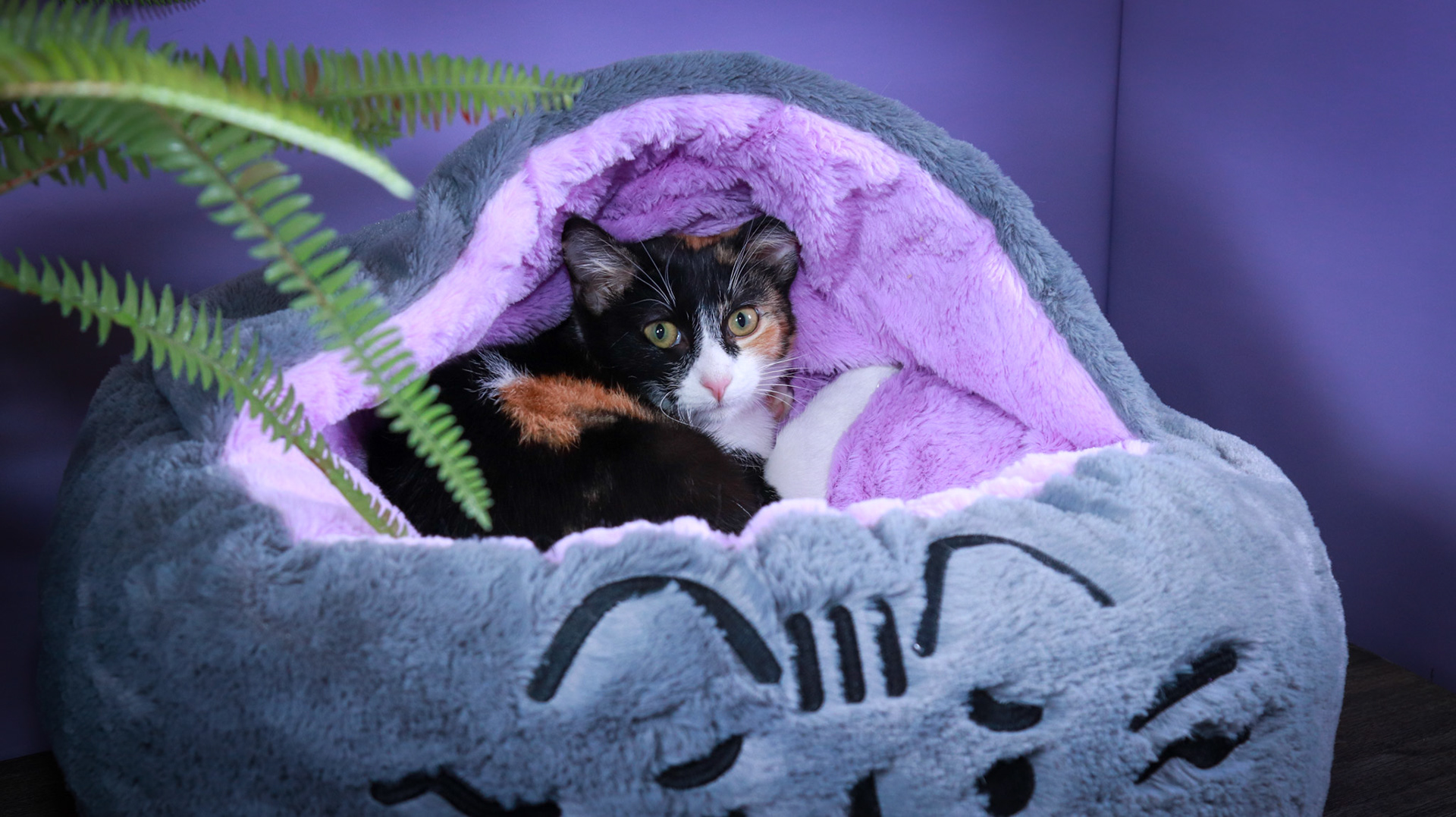 Izzy (F-DSH-Calico)