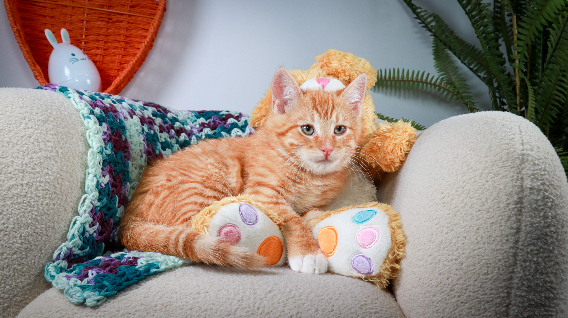 Woodrow (M-DSH-Ginger)
