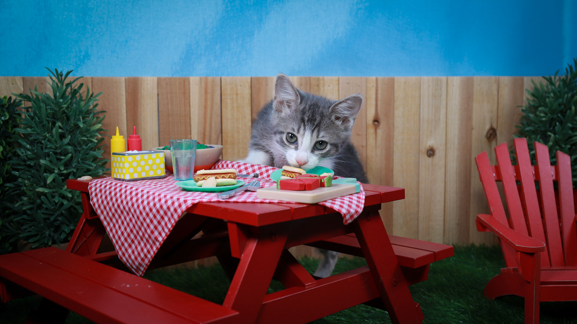 Petunia (F-DSH-Grey/Tabby/White)