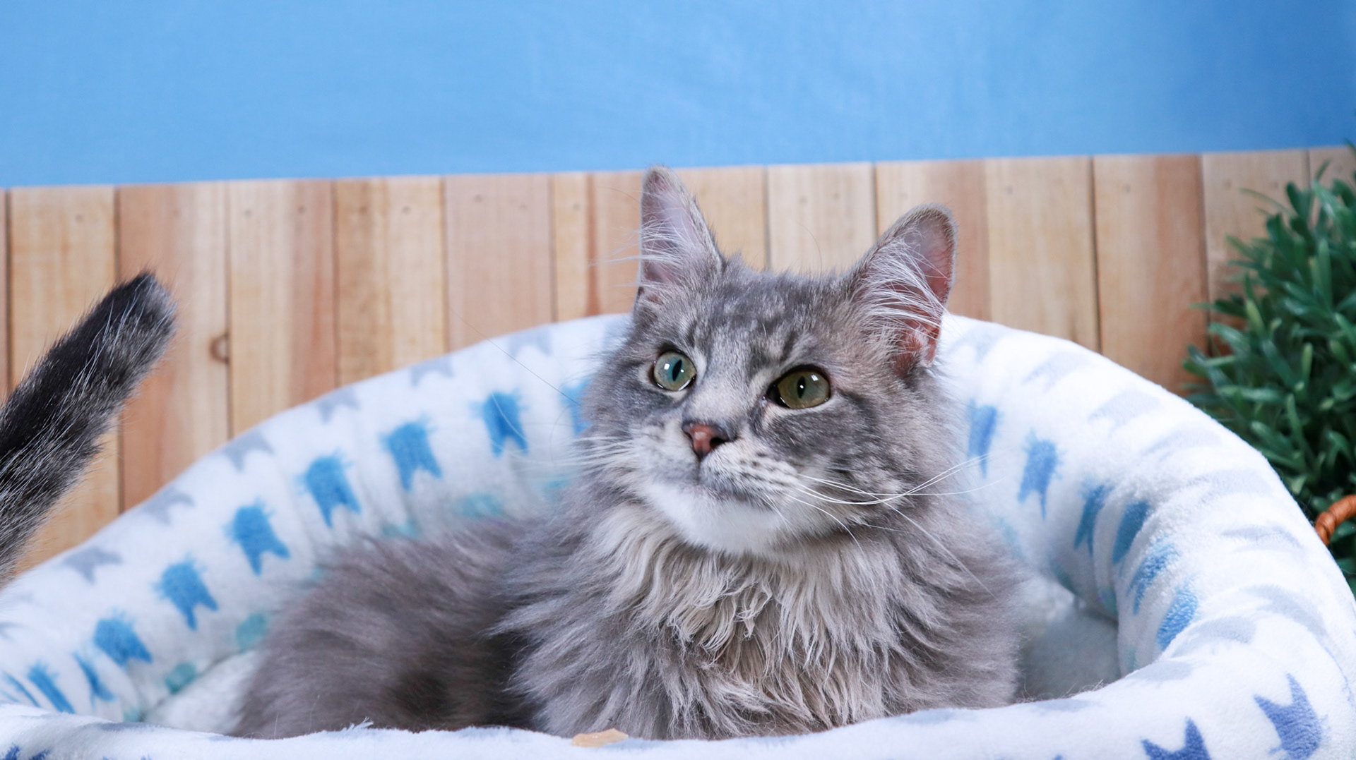 Rini (F-DSH-Tabby/White), Elven (M-DLH-Gray/Tabby)