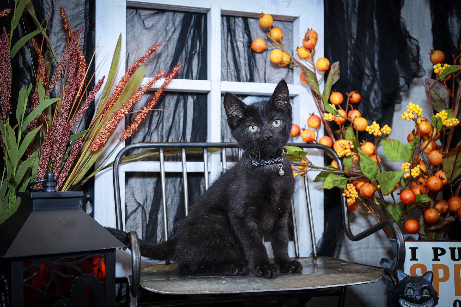 Gus Gus (M-DMH-Black)