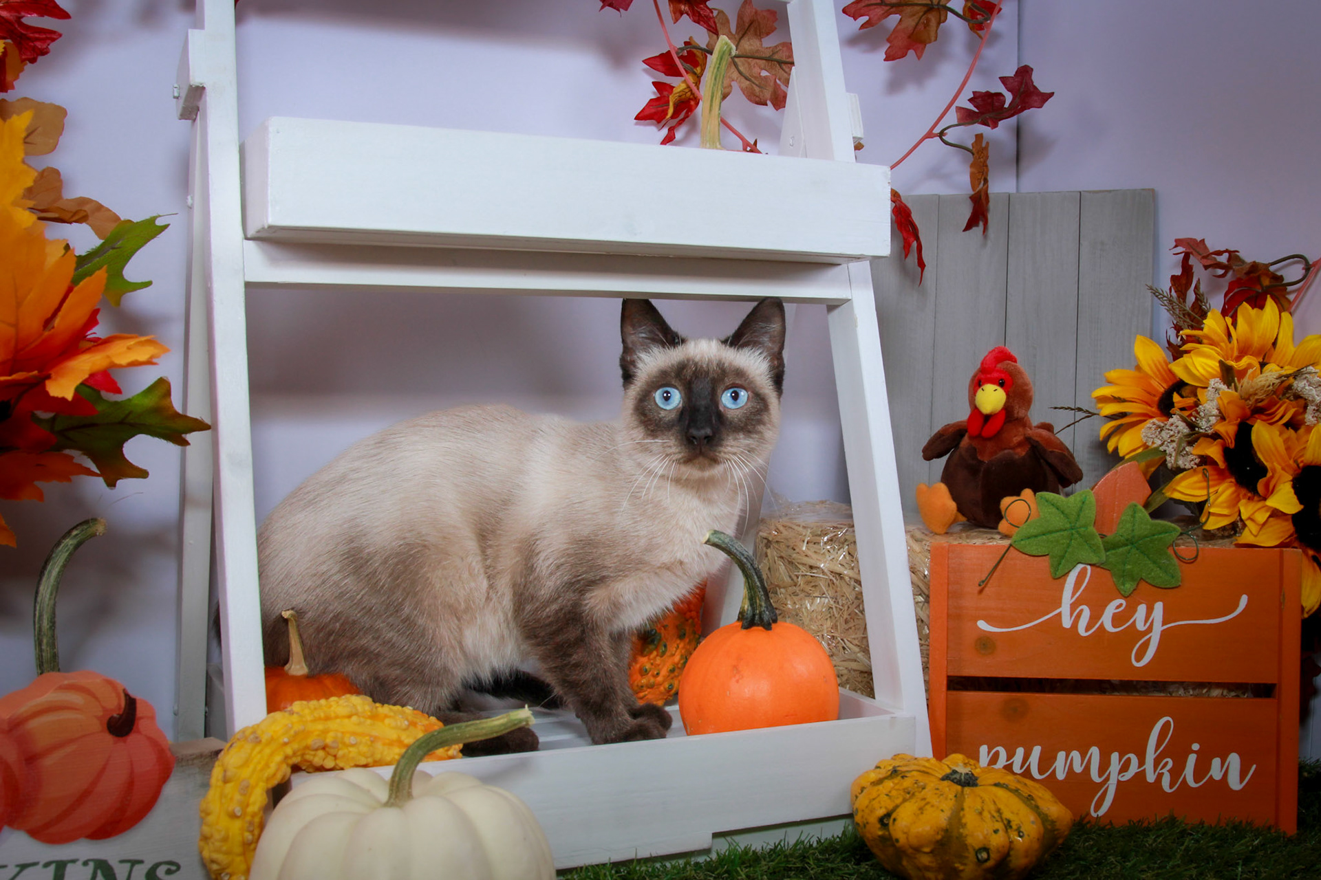 Rosie (F-DSH-Seal Point Siamese)