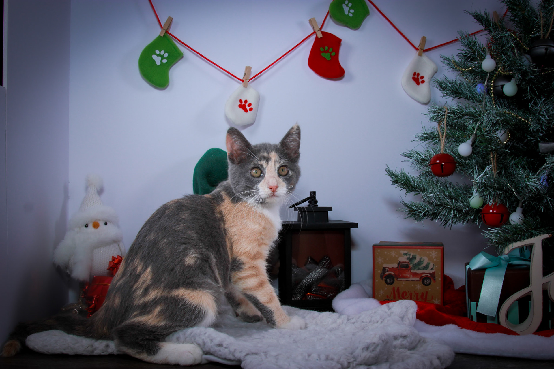 Lulu (F-DSH-Dilute/Calico)