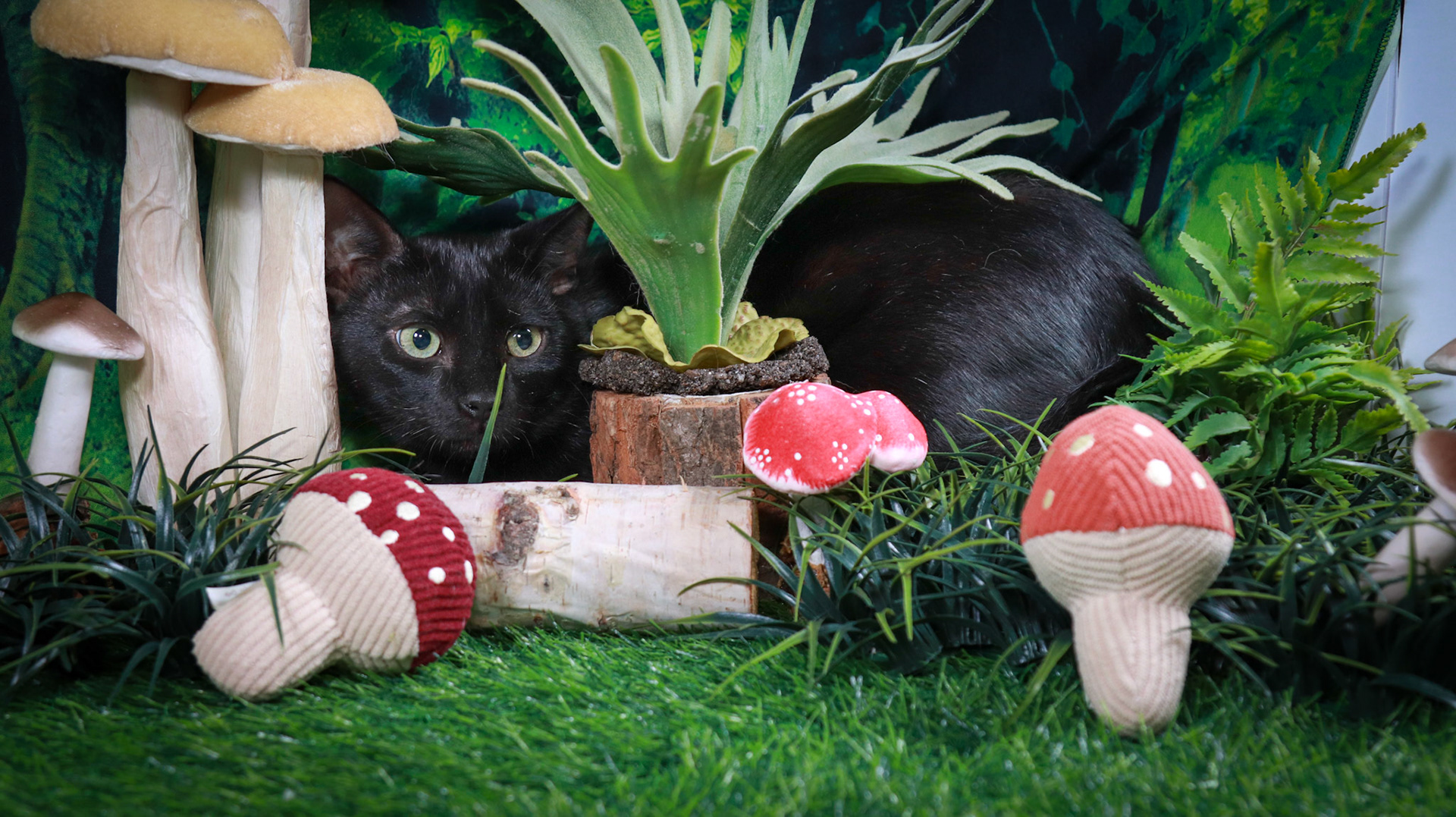 Binx (M-DSH-Black)