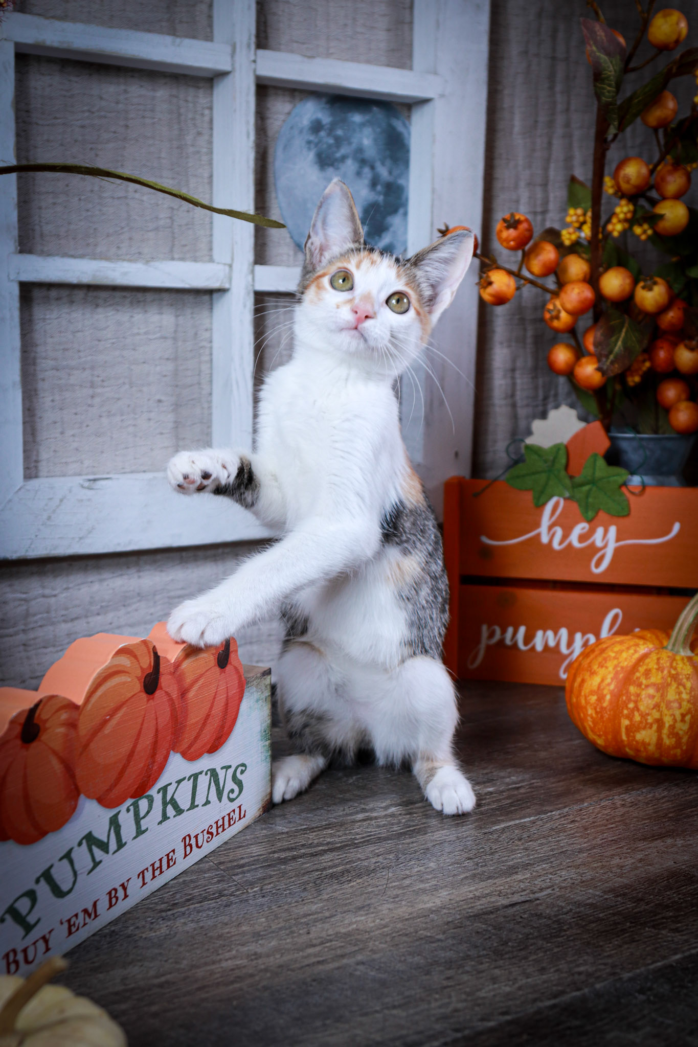 Emmie (F-DSH-Calico)