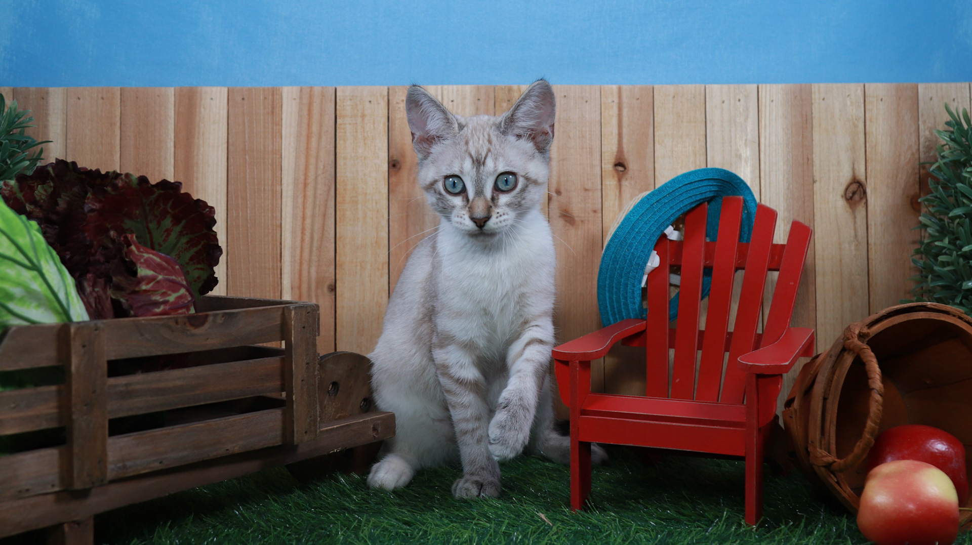 Daisey May (F-DSH-Lynx Point Siamese)