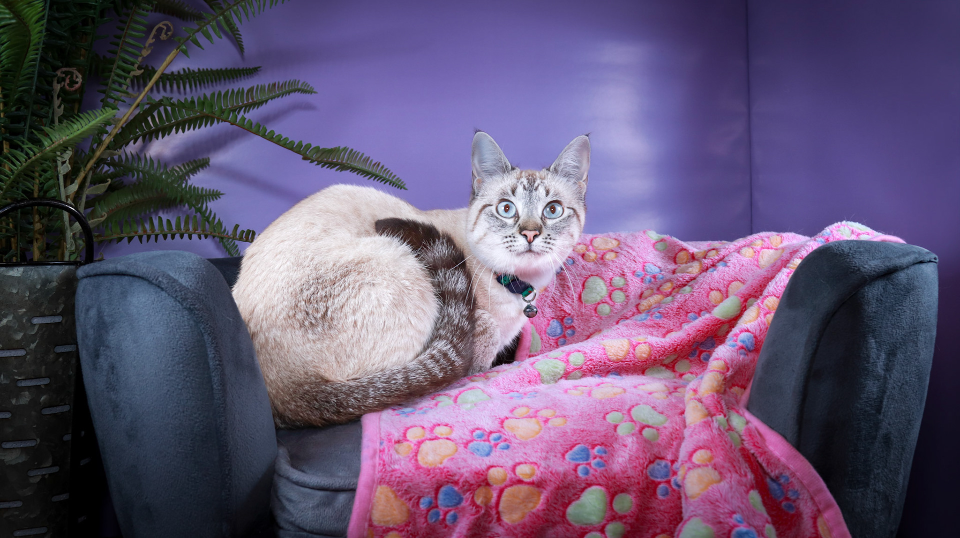 Daisy (F-DSH-Lynx Point Siamese)