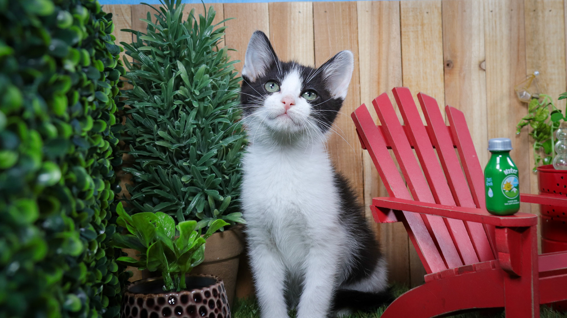 Phineas (M-DSH-Black/White/Tuxie)