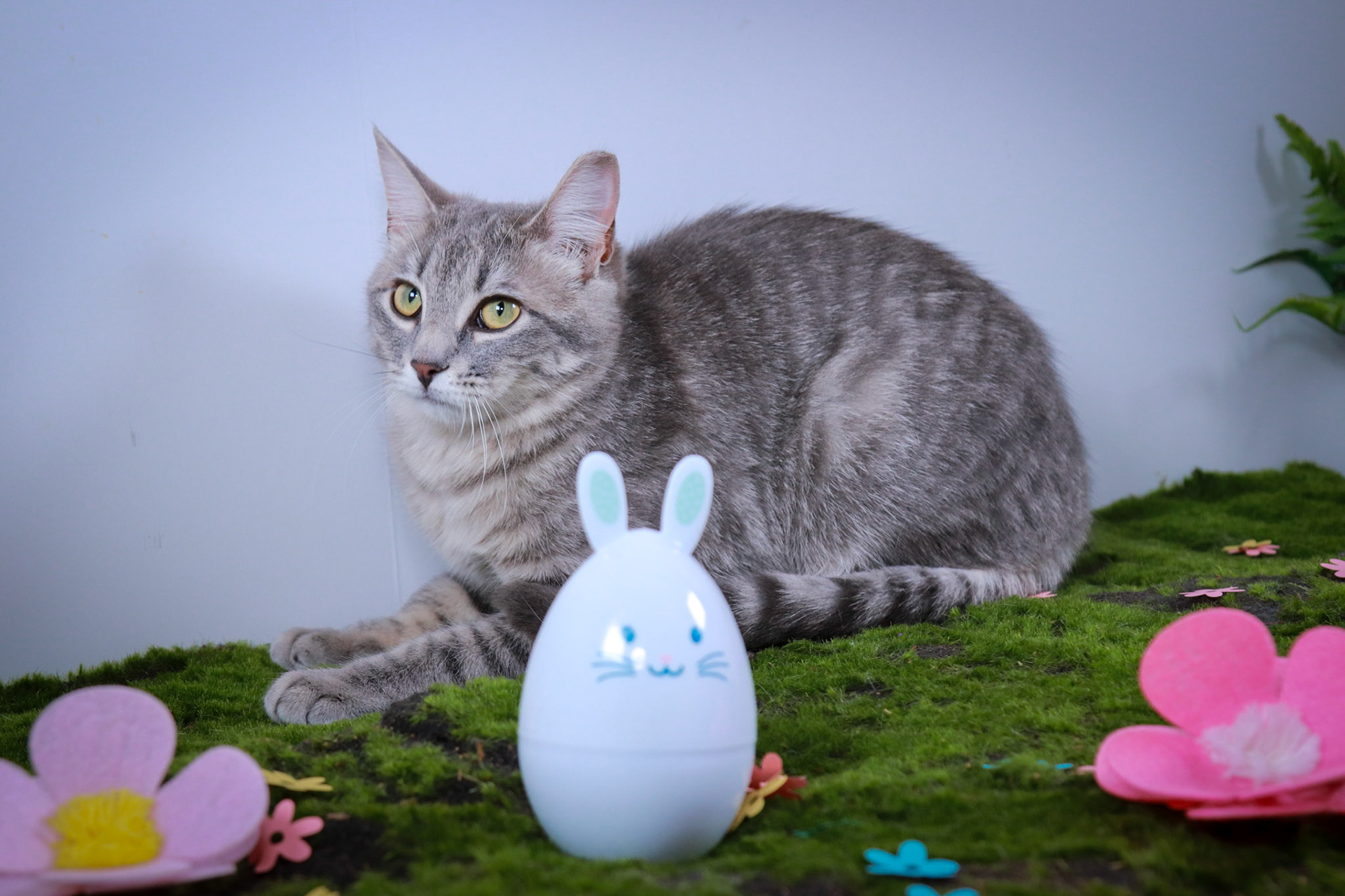 Bunny (F-DSH-Gray Tabby)
