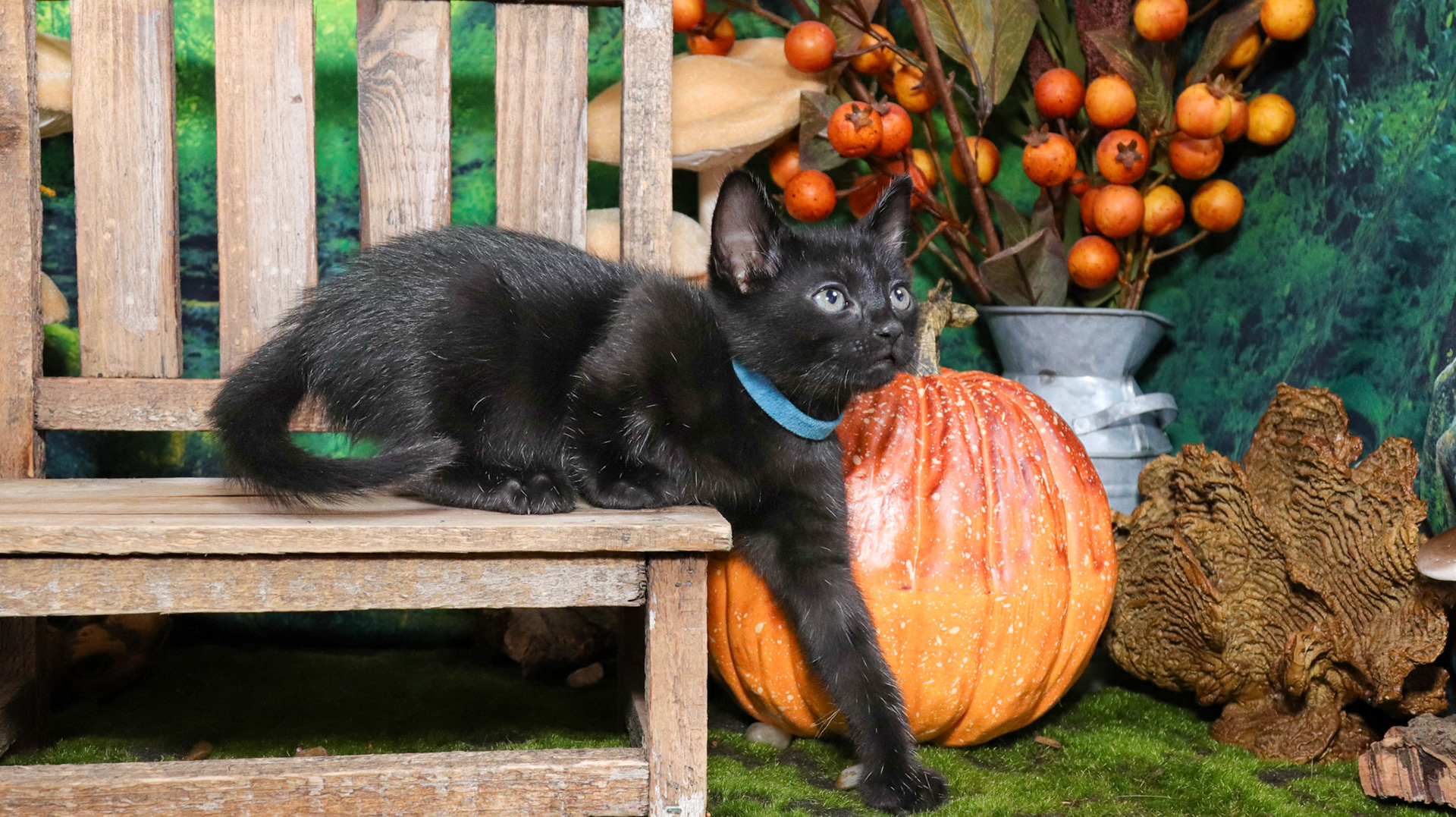 Koa (M-DSH-Polydactyl/Black)