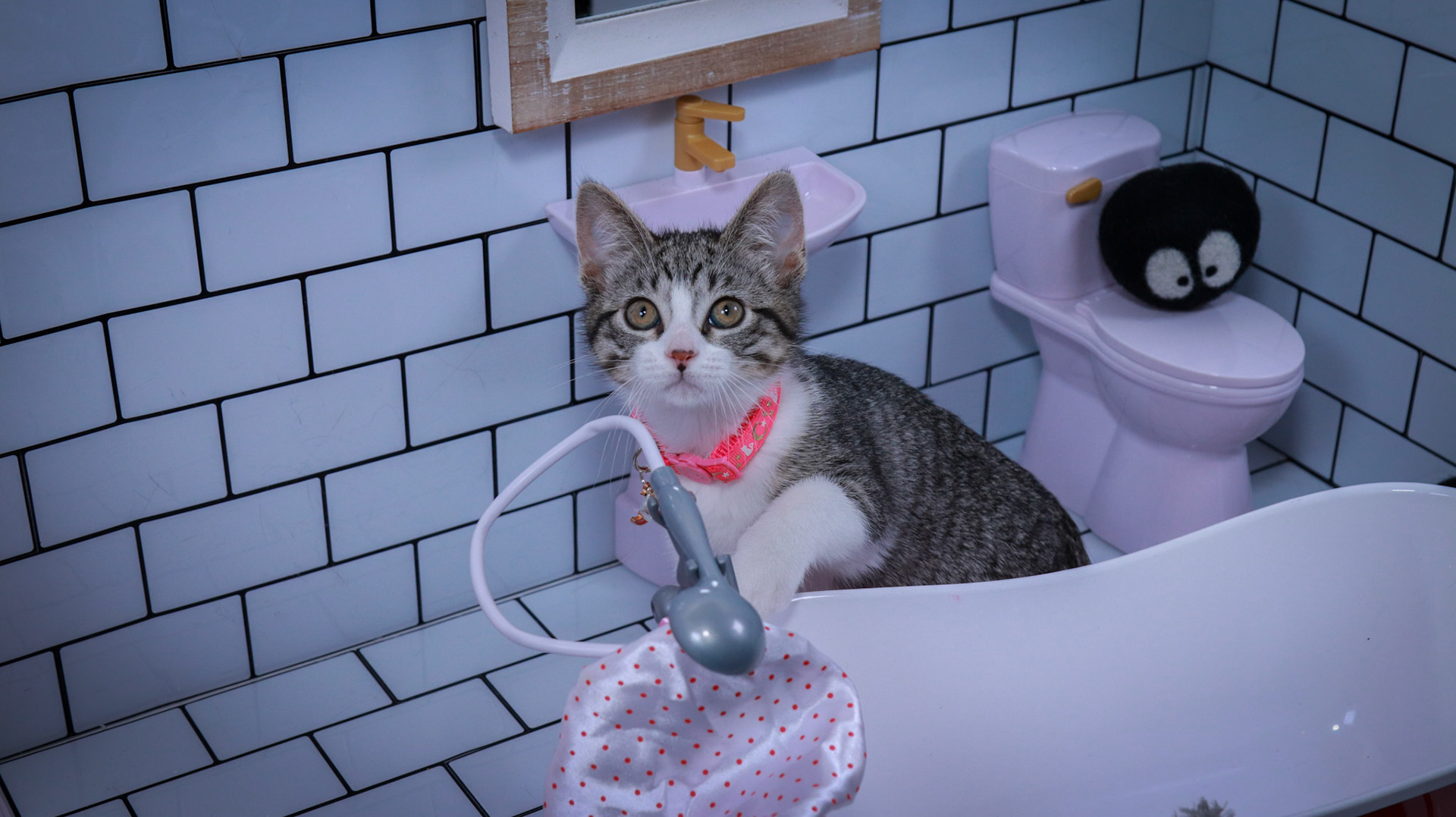 Mei (F-DSH-Tabby/White)